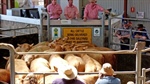 Public rallies behind Swan Hill saleyards amid ongoing financial losses