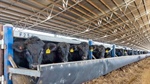 Rare opportunity with a high capacity SA feedlot offered for sale