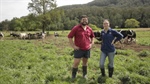Optimising pasture variety selection helps productivity