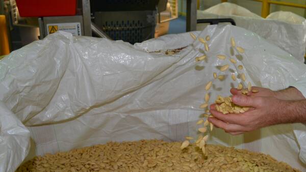 Almond market goes nuts as US trade war makes Australian exports a winner