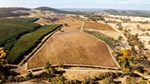 Our collection of five smaller vineyards on the SA sales market today