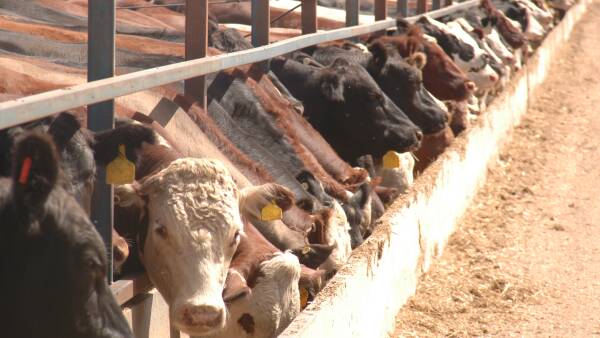 Feedlot market success has GrainCorp eyeing more stockfeed business buys