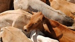 AACo musters up big sales volume rise despite high-end beef's export hurdles