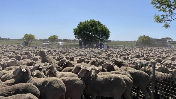 Trade and heavy lambs rise above $9 as yardings drop, peak period looms