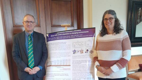 Aussie-French wheat research project looks to make the best of both worlds