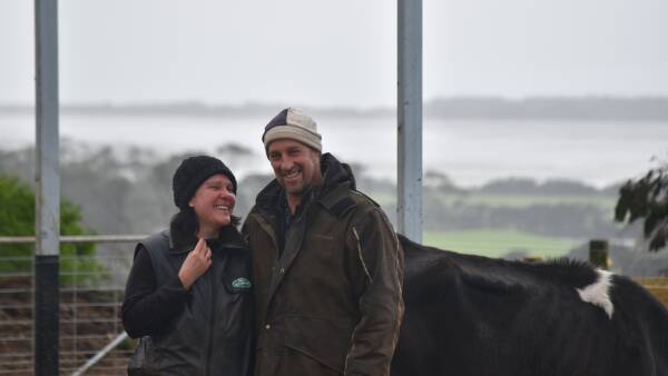 Shelter provides dairy cattle ultimate room with a view