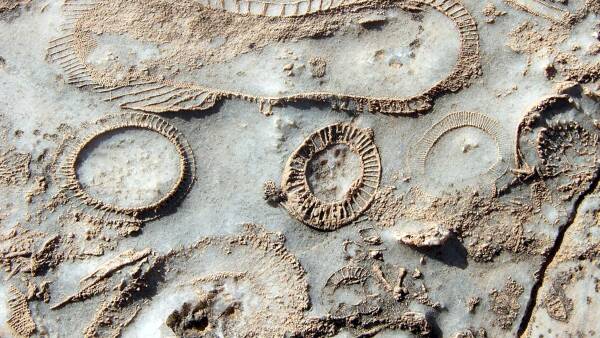Station's buyers inherit ancient key to the planet's earliest life