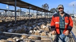 Yardings jump as producers chase their slice of red hot winter lamb market