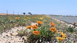 From beloved garden ornamental to crop scourge, gazanias continue to spread