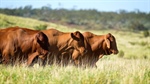 Northern Territory buyer secures outstanding Augathella buffel property