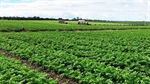 Kale kings strike green gold in one of the year's biggest farm deals
