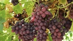Established Mildura table grape business offers a juicy sales opportunity
