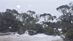 Freezing temperatures as early snow, frosts hit among rain band