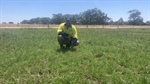 Milking profits with higher energy Perennial ryegrass selection
