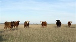 Limestone Coast grazing gem Geltwood listed for sale at $8.6 million