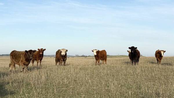 Limestone Coast grazing gem Geltwood listed for sale at $8.6 million