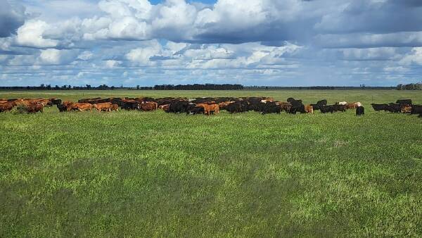Post-auction negotiations continue on exclusion-fenced country | Video