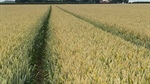 USDA report fails to push markets significantly as wait on for harvest info