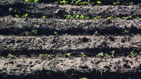 Popular post emergent herbicide recalled after issues in some canola crops