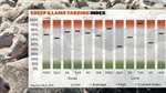 Reduced yardings: tightening supply supports prices as winter lamb turn-off slows