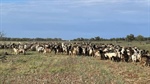 Markets lap up booming goat supply as depressed prices plague producers