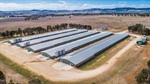 Taradale a highly productive broiler operation in quality location | Photos