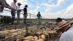 Hot lamb market could still serve up more records in 2025 and beyond