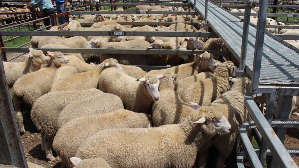 Buoyant lamb market sentiment contrasts with drought, flock sell-off plans