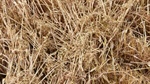 Wheat based trousers? Science breakthrough could help use crop by-product