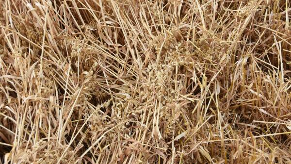 Wheat based trousers? Science breakthrough could help use crop by-product