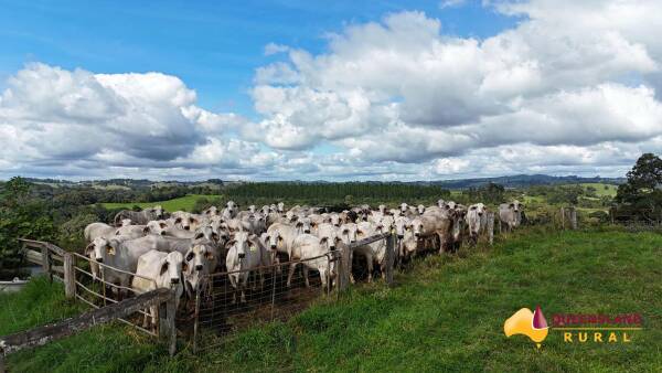 Figtree Brahman Stud on the market with 116 head registered polled herd