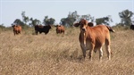 Adjoining Tyagarah and Aralee offer 19,459 acres of quality cattle country