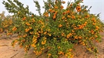 Citrus portfolio spanning three states expected to sell for 'north' of $40m