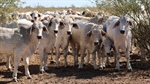 Brookdale heads to auction with 2754 cattle, plant and equipment | Video