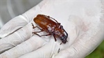 Australia joins a biosecurity battle being waged across South-East Asia