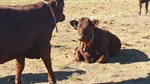 Virtual fencing regulation changes take step forward for NSW farmers