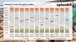 Mutton takes up the slack as lamb slaughter indices decline significantly