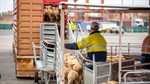 Live sheep trade dive not as fast as 'overly pessimistic' ABARES prediction