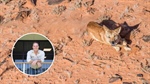 Queensland council increases bait program by 2000kg as season poses pest threat