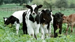 Transporters hit with over $5000 in animal cruelty fines for calf handling