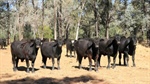 Timbered Morven country for 650-700 breeders with significant carbon income