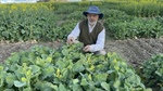 'Still room for further improvement' as $21m invested for canola research