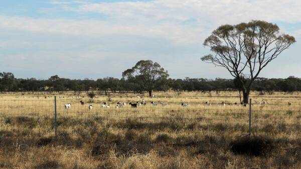 Goat producers wanted to weigh in on project about eID tag retention issue