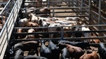 Australia opens the doors for US beef, lifting biosecurity restrictions