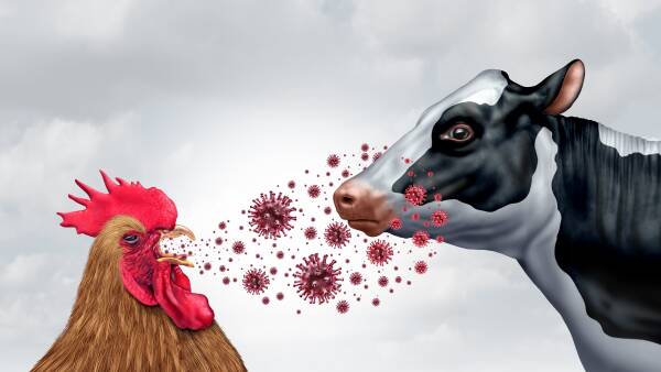 The ongoing costly toll of the bird flu outbreak on US dairy farms revealed