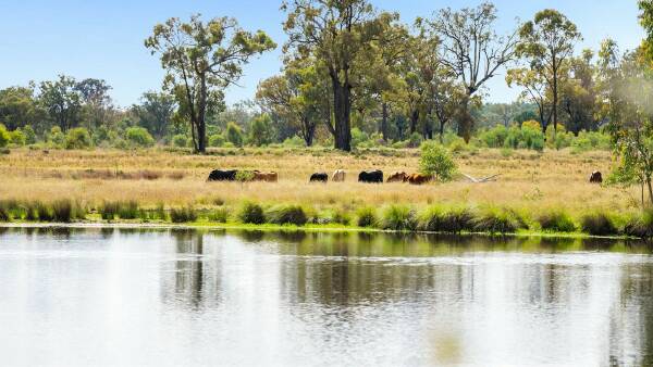 Fine wool growing property Linallie suited sheep, cattle and goats | Video