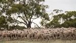 The sheep sustainability tool that's underused: industry's action plan