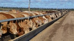Cook family's impressively developed Moruya Feedlot on the market