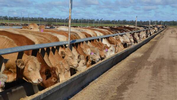 Cook family's impressively developed Moruya Feedlot on the market