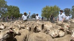 $11 trade lamb, $7 mutton but could market levelling be around the bend?